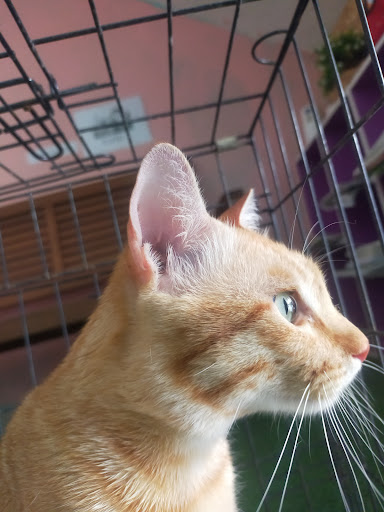 Klinik Haiwan Petplanet Klinik Haiwan Petplanet