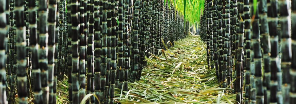 perniagaan pt tunas budi